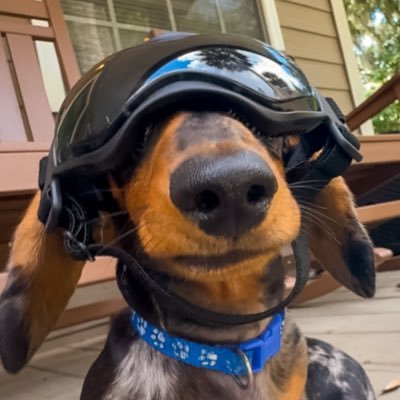 Rocky the dapple dachshund enjoying nature, positive vibes, and lots of adventure 🐶 Click link to follow our other socials! 14k followers