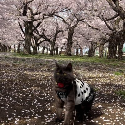 Vtune_miso's profile picture. 自分を信じて、一歩踏み出そう