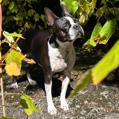 skabmaluke's profile picture. 