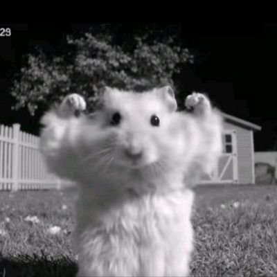 zedii73's profile picture. UMRUMDIŞI