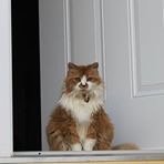 AvivaDHfx's profile picture. 