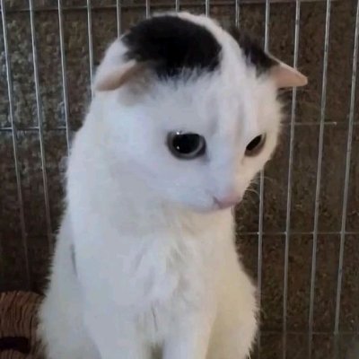 calicooii's profile picture. 