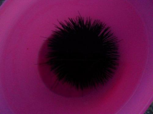 carolinec70's profile picture. a person on planet Earth... sometimes