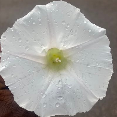 pacinosky's profile picture. 