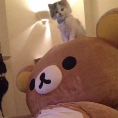 yuanzzz33's profile picture. 