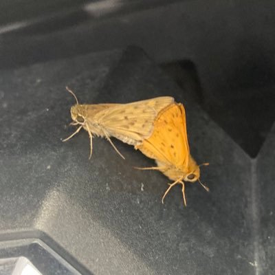 CRSpeedyjrgun4's profile picture. 