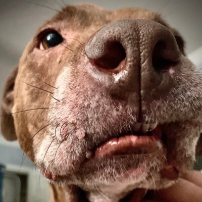 TheHuntRman's profile picture. Independent, Home #Chef, theologian, JD, Mindful, hunter, logical, #MentalHealth advocate #MAGA #ConsumerAdvocate #Trump 2016 2020 2024