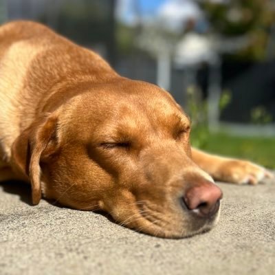 SnackByteso1's profile picture. 💖💙🧡 #queen #hugs #always