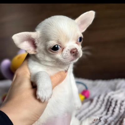 VihFerreira21's profile picture. inbox me with your cashapp or PayPal or chime or zelle and here tryna helping a lot of college students and people that need help to pay bills and financial 💕
