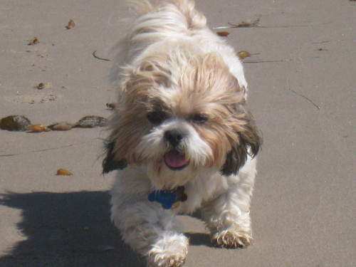 My Dog Pepsi woke up one day paralyzed from the waist down  so for this I dedicate my twitter page to this little guy...luv ya Pepsi