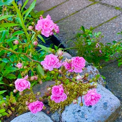 graywilliam46's profile picture. Never love a person who doesn’t value you or your feelings ❤️ John 14:26, as I read your word fill me with your Holy Spirit.

trying to build back my account