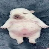 dondeplaisir's profile picture. ♂️ | 20 | straight | 🇫🇷🇬🇧 | Switch | ❗ NSFW account❗