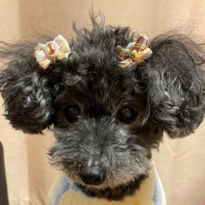 kirasenaleo's profile picture. ポケモンGO、FFBEをできる範囲で楽しんでます🥰動物大好き。 ワンピース大好き🥰だから実写は❌