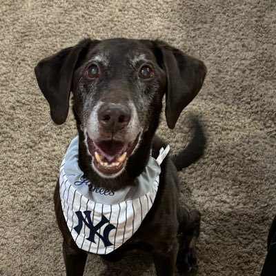 Hershelstribe12's profile picture. born in NYC,DIEHARD YANKEES,KNICKS and GIANTS FAN living in enemy territory (HOUSTON) dog daddy to HERSHEL who’s a YANKEES fan as well .#newyorkforever!