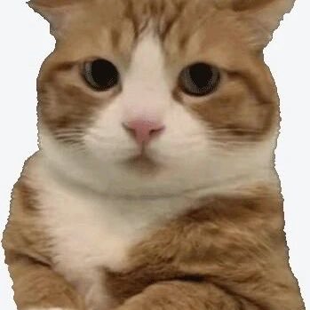 aiguirui's profile picture. 