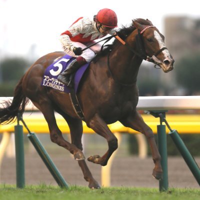 新規立ち上げ一口馬主クラブ「BloomingHorseClub(ブルーミングホースクラブ)」公式 募集馬情報をお届けします! 「感動の共有(Share Inspired Moments)」をともに分かちあいましょう! #BloomingHC