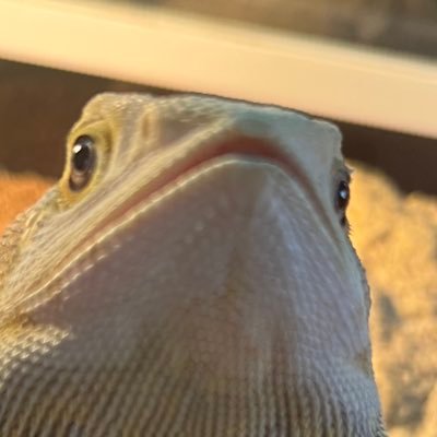 mmmww000's profile picture. 魚や爬虫類買ってます! 爬虫類やアクアのアカウントはフォロバ100です!