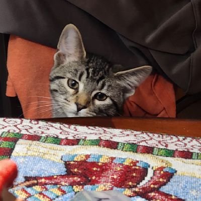 colorlife93's profile picture. I am big huge daddy's girl I am artist and I'm a fun person and I'm a cat  mom