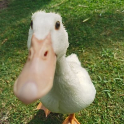 chai_nnamonroll's profile picture. 