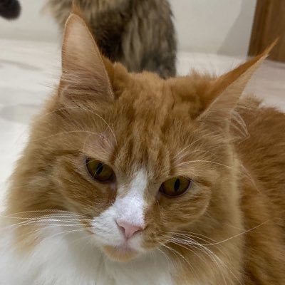 mirijent12's profile picture. 20↑周辺B済 🐢❌腐なんなら❌は永遠に右固定 探索者cp🧣🪶、蓮千も好きです。永久🔑垢ですが基本ROM専なので呟きません。