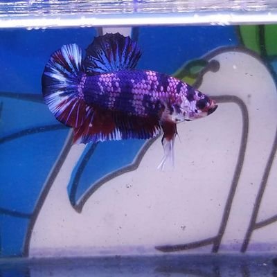 Ecornella's profile picture. 