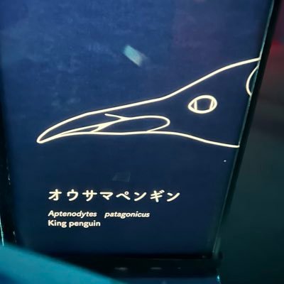 syachi_konkon's profile picture. 🫠