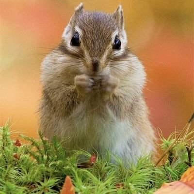 m0kundaze's profile picture. PS5直差し res @koyota0 @peterbotFN