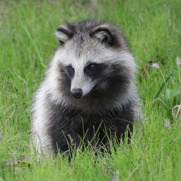 RaccoonDog_329's profile picture. 