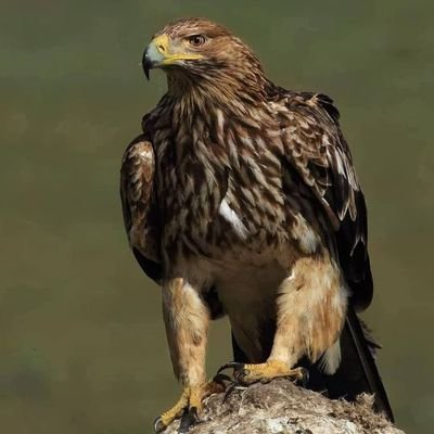 Seediver's profile picture. I love friendship and share information and photos