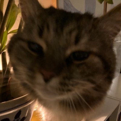 lordpumpoor's profile picture. 