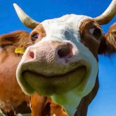 17724Zheng's profile picture. 洗🐻，喜欢给我爆金币的，有点卡颜