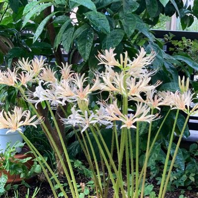 Zh8le98543322jx's profile picture. 