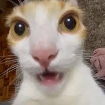 Hajw231631's profile picture. bleh