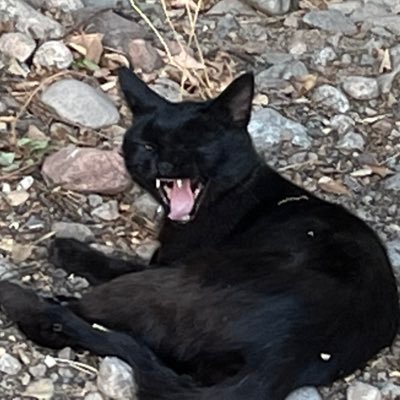 DaurAsan's profile picture. 