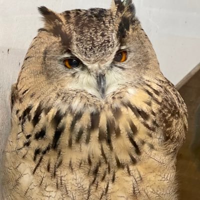 にゃるさんのプロフィール画像