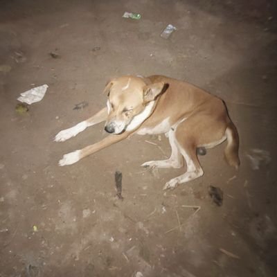 RanaX001's profile picture. hi everyone..
my tg ( @RaihanX003  )