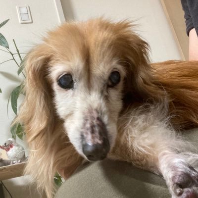 sinyainu's profile picture. 深夜の犬時間。老わんこちゃん応援隊🐶 2018.11.1にチョコタンダックス16歳1か月17日でお空へ🌈2025.9.29ダックスのモコ20歳1か月8日でお空へ🌈2年半の介護生活が終わり寂しい…。 わんちゃん大好き主婦🐶無言フォローごめんなさい🙇‍♀️