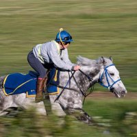 Equestrian R Infinity and The Limes Syndicates (@eqr_infinity) 's Twitter Profile