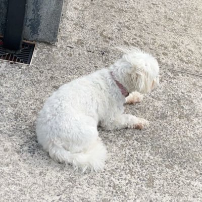 PollerHimself's profile picture. 16 | 🇮🇪  Believe in your vision 📍 Comp Fn Player | Snap: pollerr