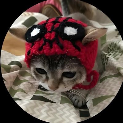 Gatonosky's profile picture. 