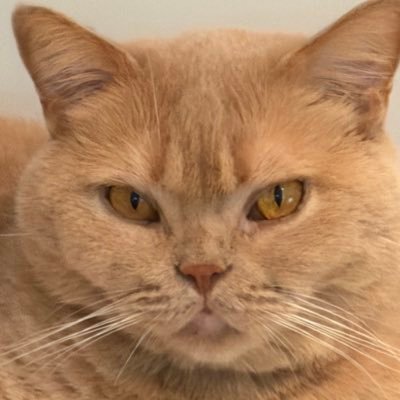 David_R33's profile picture. Veille technologique / marketing digital / IA