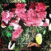 autumnsakura34's profile picture. 