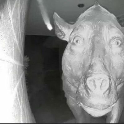 trailrbttrabas's profile picture. 