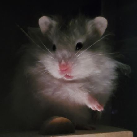 mukummtouf's profile picture. モグ♂長毛セーブル21/1月下旬・ウグ♂アンブロウスバンデット21/6/30(モグハム)👶・くも♀長毛シルバーグレー22/5月上旬・ウグくも7babys👶22/10/2 ((ウニ♂もに♀もん♀ツグ♂おぽ♀ウル♂ふも♀ )) ムム♂24/8月下旬長毛シルバーセーブルローン⚠️無断転載禁止⚠️