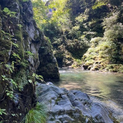 kabu_gohan's profile picture. 