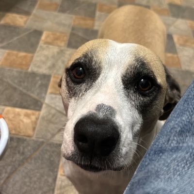 montanhini_'s profile picture. Paz entre nós, guerra aos senhores.