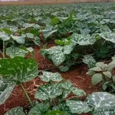 MugesiaRos90570's profile picture. 