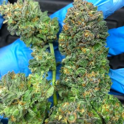 houston83123's profile picture. weed in Texas 🍃