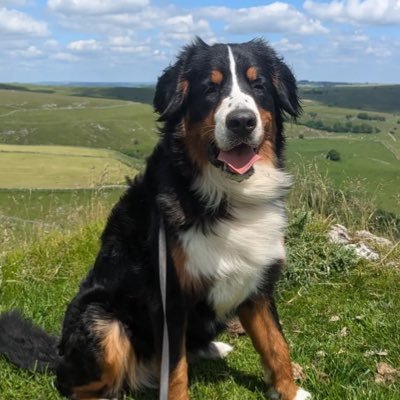 studyLilia's profile picture. Julia ~ infelizmente vestibulanda de medicina e muito pobre pra pagar particular