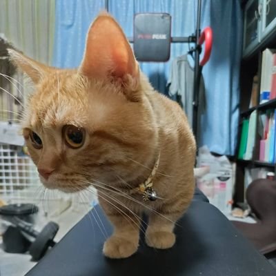 UGnekomaru's profile picture. 